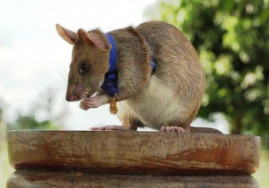 Высшей наградой Британии наградили крысу, которая 7 лет обезвреживает мины