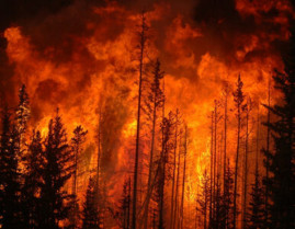В огне 10 000 гектаров. На Луганщине масштабные лесные пожары