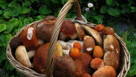 Каменчанам напоминают об опасности употребления дикорастущих грибов
