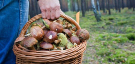 В этом году в Каменском от отравления грибами пострадали 7 человек