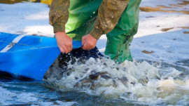 Самое время зарыблять водохранилища