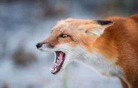 Хищник в городе: в Днепре лиса устроила охоту на домашнюю птицу