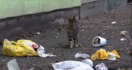 В Каменском продолжается коммунальный коллапс: затронуты абсолютно все сферы ЖКХ