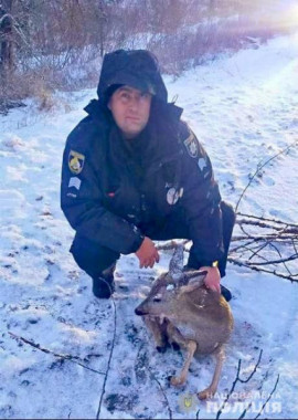 Под Каменским полицейские и зоозащитники спасли от гибели косулю, которую на трассе обнаружил водитель Под Каменским полицейские и зоозащитники спасли от гибели косулю, которую на трассе обнаружил водитель