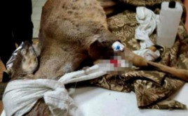 Полицейские из Каменского спасли раненую косулю Полицейские из Каменского спасли раненую косулю