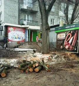 В Каменском продолжают «омолаживать» деревья ради своего бизнеса В Каменском продолжают «омолаживать» деревья ради своего бизнеса