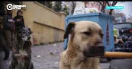 Стамбул глазами бродячих собак, о которых здесь все заботятся