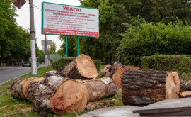 В Каменском готовится массовое уничтожение деревьев на 15 млн гривен