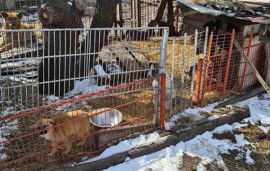 На Днепропетровщине в приюте животных морят голодо На Днепропетровщине в приюте животных морят голодо