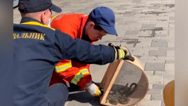 В Днепре на территорию кафе на Набережной заползли 12 змей В Днепре на территорию кафе на Набережной заползли 12 змей
