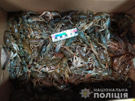 На Днепропетровщине у браконьеров изъяли почти 100 кг раков На Днепропетровщине у браконьеров изъяли почти 100 кг раков