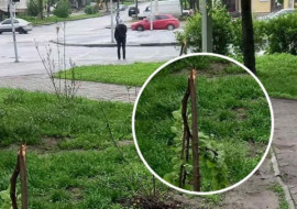 Пьяный подросток поломал деревья на новой аллее: в Днепре задержали хулигана – фото Пьяный подросток поломал деревья на новой аллее: в Днепре задержали хулигана – фото