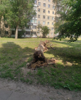 В Каменском упало огромное дерево, не пережившее "омоложения"