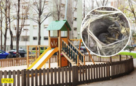 В Днепре на детской площадке обнаружили нору с огромным тарантулом (фото) В Днепре на детской площадке обнаружили нору с огромным тарантулом (фото)