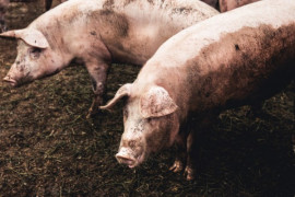 Под Днепром агропредприятие засыпало свиным навозом полтора гектара земли – открыто уголовное производство