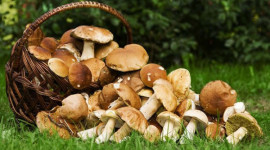 Стартовал летний сезон грибов: как обезопасить себя