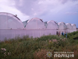 На Днепропетровщине нашли плантации конопли на 130 миллионов гривен