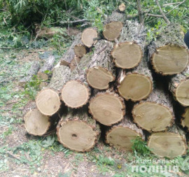 В Каменском районе задержали «черных лесорубов»