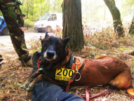 В Каменском из–за зарослей амброзии пострадала поисковая собака