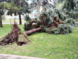 Выкорчеванные с корнем ели и порванные провода: в Каменском непогода натворила беды