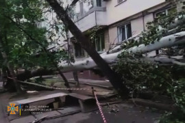 В Днепре на подъезд упало 25-ти метровое дерево