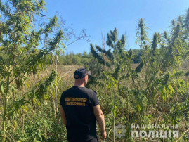 У Верхньодніпровському районі поліцейські виявили ділянку з коноплями У Верхньодніпровському районі поліцейські виявили ділянку з коноплями