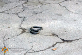 м. Кам’янське: фахівці ДСНС відловили змію поблизу багатоповерхівки м. Кам’янське: фахівці ДСНС відловили змію поблизу багатоповерхівки