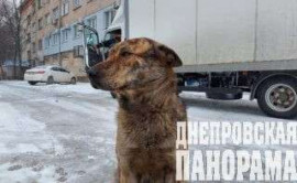 Днепровский Хатико: в Новомосковске хотят поставить памятник бездомному псу Днепровский Хатико: в Новомосковске хотят поставить памятник бездомному псу