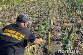 Операція «Мак-2021»: Нацполіція виявила рекордну площу незаконних посівів нарковмісних рослин Операція «Мак-2021»: Нацполіція виявила рекордну площу незаконних посівів нарковмісних рослин