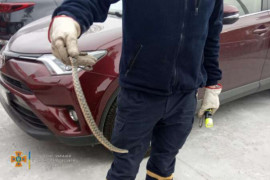 В Соборном районе Днепра спасатели доставали змей из автомобилей В Соборном районе Днепра спасатели доставали змей из автомобилей