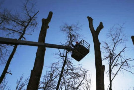 В Каменском на "омоложение" и обрезку деревьев потратят 16 миллионов гривен