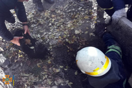 В Каменском из люка достали собаку В Каменском из люка достали собаку