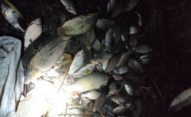 В Каменском поймали браконьера, который выловил 15 кг рыбы с помощью электролова