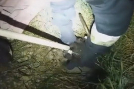 В Днепре спасли двух щенков, провалившихся в яму В Днепре спасли двух щенков, провалившихся в яму