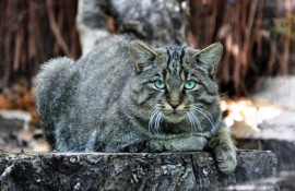 В Национальном парке Карпат заметили лесного кота: фото хвостатого на охоте