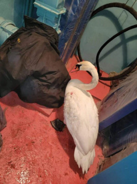 В Каменском спасают пострадавших от снегопада лебедей