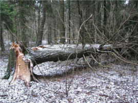 На Днепропетровщине на мужчину упало дерево: он скончался в больнице На Днепропетровщине на мужчину упало дерево: он скончался в больнице