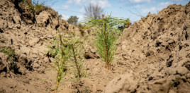 Весной в Днепропетровской области высадят более 2 млн молодых деревьев