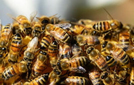 Под Херсоном пчелы покусали до смерти троих оккупантов , - СМИ
