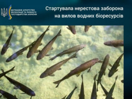 Нерестові заборони для рибалок почалися в Україні Нерестові заборони для рибалок почалися в Україні