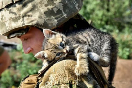 Українські військові показали своїх котів (супер підбірка фото)