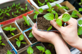 В травні мешканців Дніпропетровщини безкоштовно вчитимуть вирощувати врожай