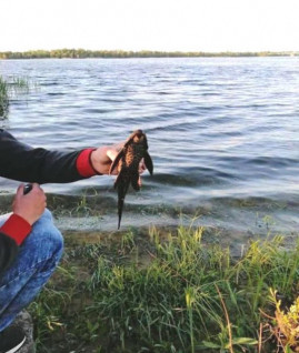 В Каменском в реке поймали редкую аквариумную рыбку (Фото)