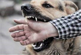 Бешеная собака покусала шестерых людей в Днепропетровской области