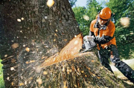 На Днепропетровщине вынесли приговор мужчине, который вырубил деревьев на 50 тысяч