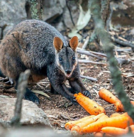 В Австралии с воздуха сбросили тонны овощей, чтобы накормить животных