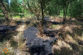 В Кривом Роге сгорело 2 гектара зеленых насаждений