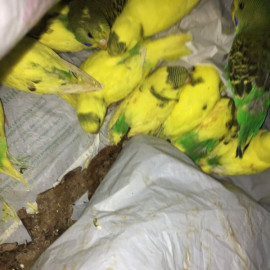 В лесу под Харьковом нашли полсотни попугаев: все поражены опасным вирусом