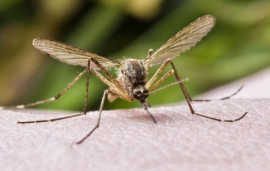 Нашестя комарів: чому воно виникло і як з цим боротись