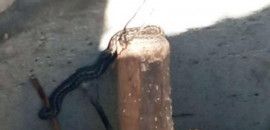 Будьте осторожны: жителей Каменского предупреждают о змеях